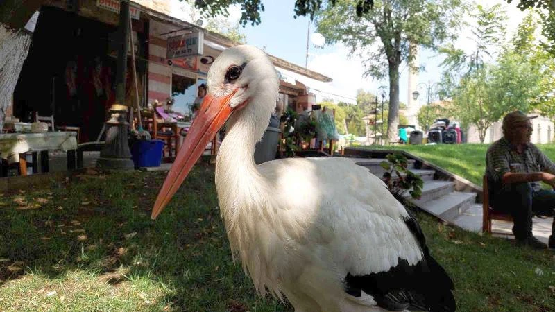 KAYIP LEYLEK GERİ DÖNDÜ