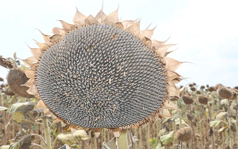 AYÇİÇEĞİNDE HASAT MESAİSİ!