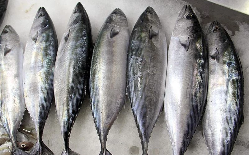 VATANDAŞ PALAMUTA DOYACAK!