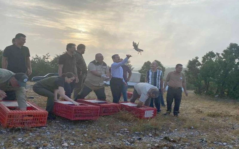 500 KEKLİK DOĞAYA BIRAKILDI! 