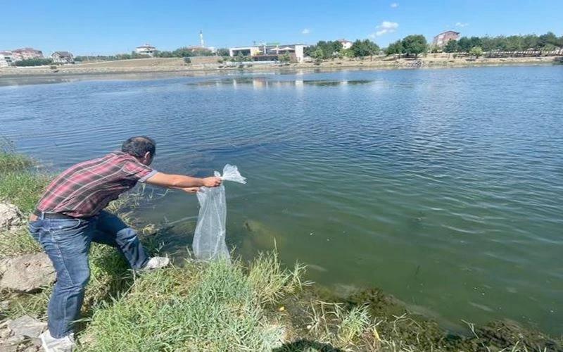 GÖLETLERE BALIK BIRAKILDI! 