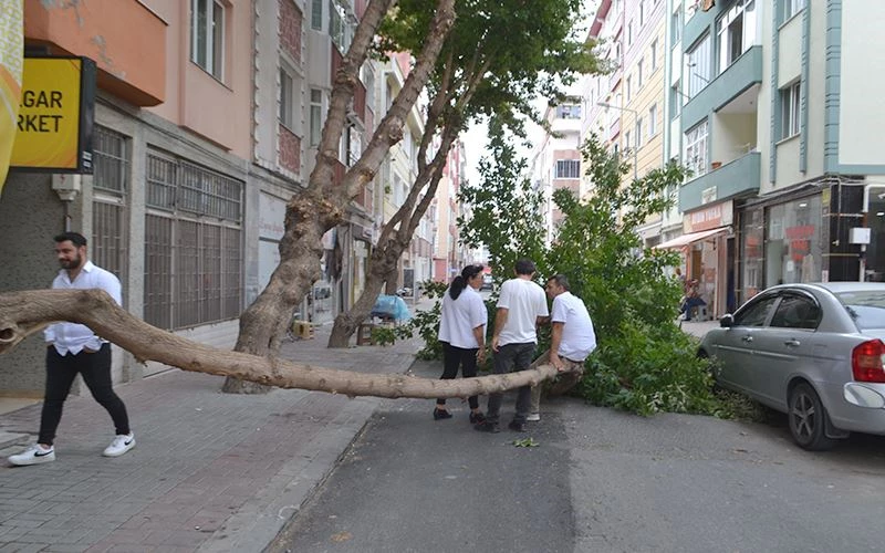 ÇEYREK ASIRLIK AĞAÇ DEVRİLDİ