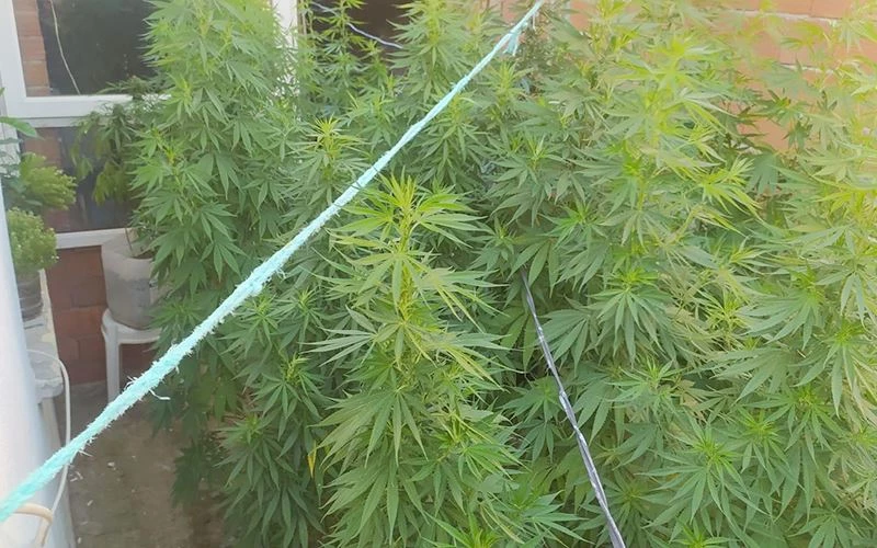 KENEVİR BAHÇESİNE POLİS BASKINI!