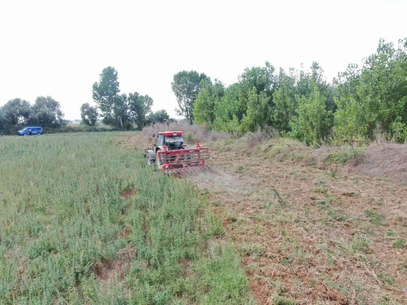 JANDARMA 107 BİN KÖK KENEVİR ELE GEÇİRDİ