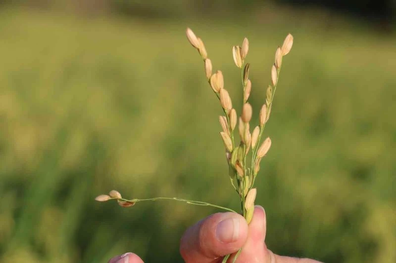 EDİRNE’DE BEYAZ ALTIN ÇELTİK HASADI BAŞLADI