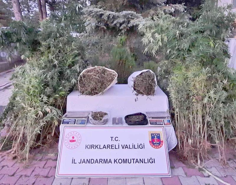 558 KÖK HİNT KENEVİRİ ELE GEÇİRİLDİ