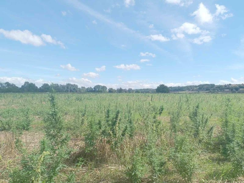 JANDARMA HİNT KENEVİRİ ELE GEÇİRDİ