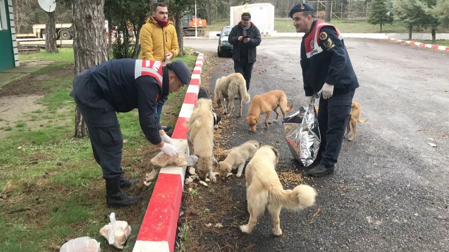 EDİRNE JANDARMASI SOKAK HAYVANLARINI YALNIZ BIRAKMADI