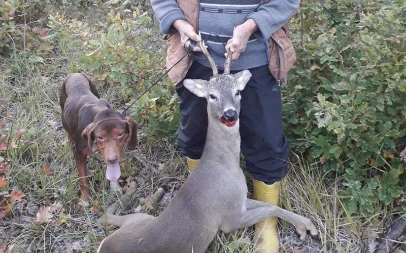 KARACAYI AVLAYAN ŞAHSA 15 BİN TL CEZA