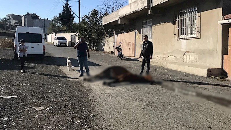 GÖRENLERİN İÇİ ACIDI: YOL ORTASINDA ÖLÜME TERK EDİLDİ