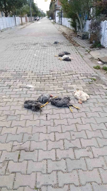 MURATLI’DA YOL ORTASINDA TELEF OLMUŞ KÜMES HAYVANLARI BULUNDU