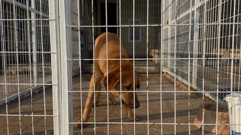 KÖPEĞİ SOPAYLA DÖVDÜ, GEREKÇESİ İSE PES DEDİRTTİ