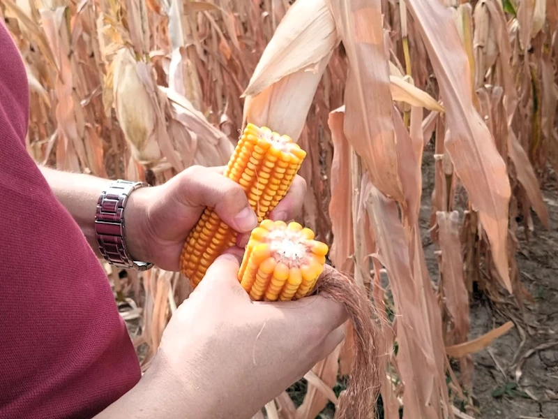 YERLİ VE MİLLİ MISIR ÜRETİMİ