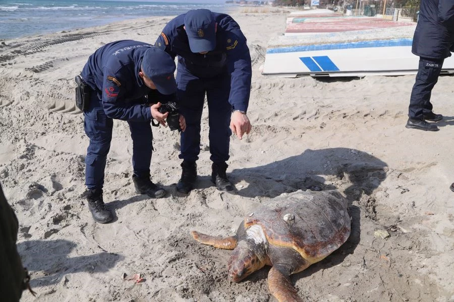 TEKİRDAĞ SAHİLİNDE CARETTA CARETTA ÖLÜSÜ BULUNDU