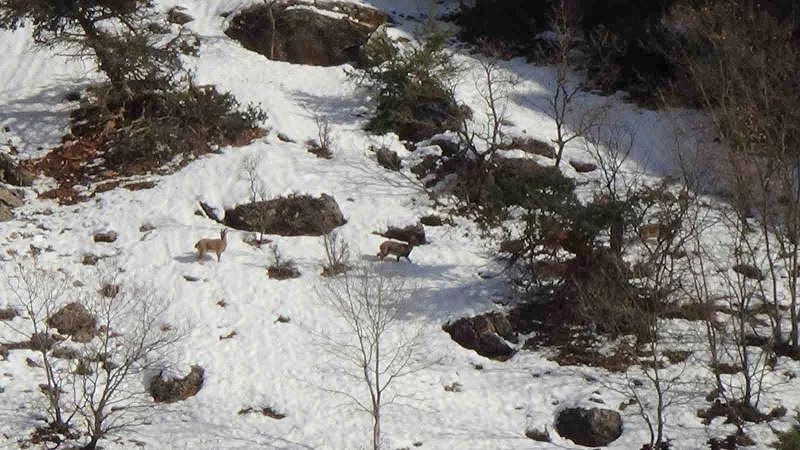 AVCILIK DURDURULDU, DAĞ KEÇİLERİ RAHATÇA GEZMEYE BAŞLADI