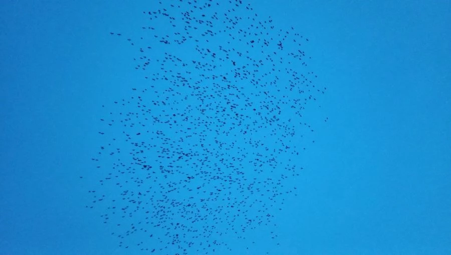 TEKİRDAĞ’DA SIĞIRCIK DANSI