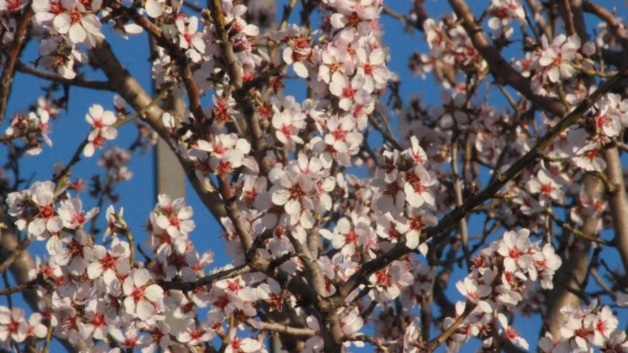 ERKEN ÇİÇEK AÇAN MEYVE AĞAÇLARI ÜRETİCİYİ ENDİŞELENDİRİYOR