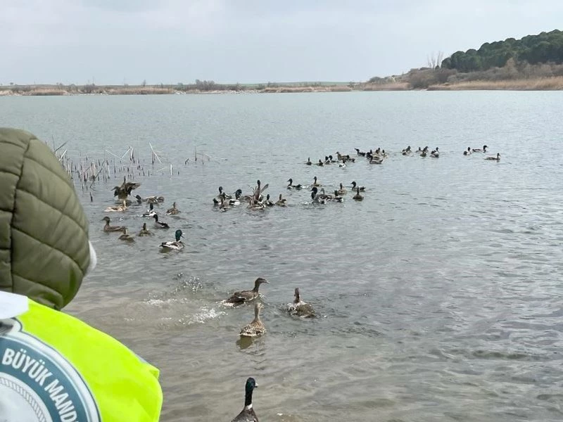 300 YABAN ÖRDEĞİ DOĞAYA SALINDI