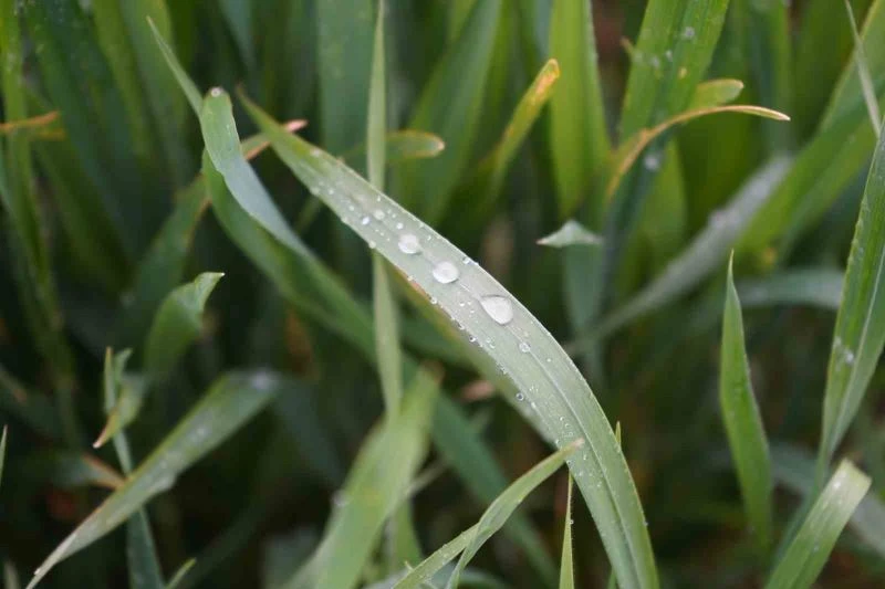 YAĞMUR, ÜRETİCİNİN VERİM KAYBI ENDİŞESİNE İLAÇ OLDU