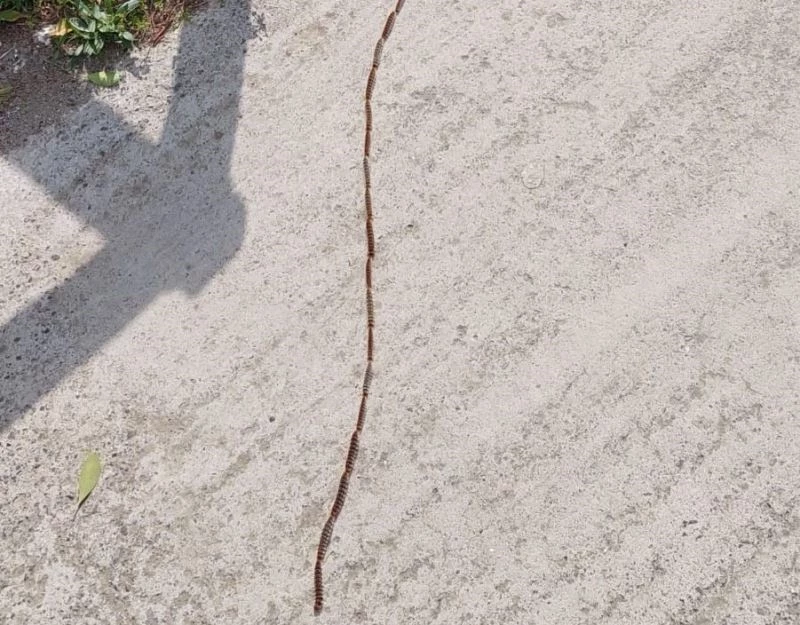 TIRTIL KONVOYU BÖYLE GÖRÜNTÜLENDİ