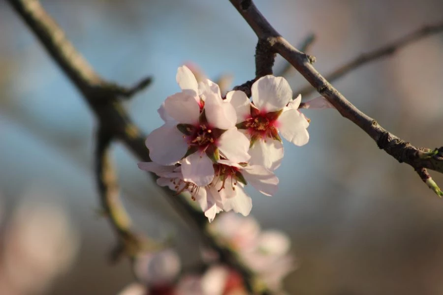 YAĞMURLA BİRLİKTE MEYVE AĞAÇLARI ERKEN AÇTI