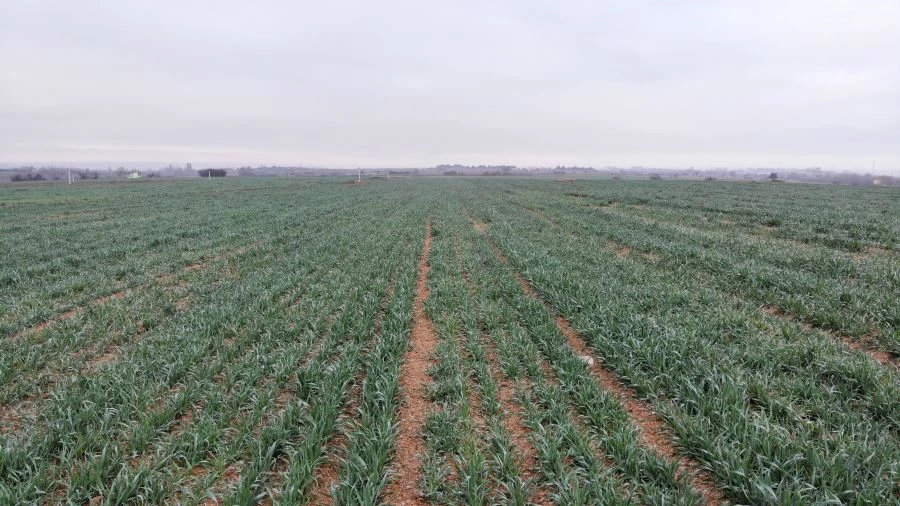 BUĞDAYDAN SEVİNDİRİCİ HABER: YAĞIŞLAR BUĞDAYI KALKINDIRDI