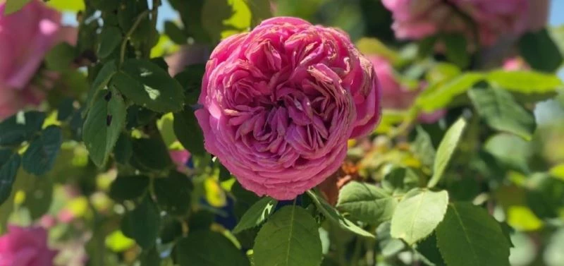 EDİRNE’DE GÜL HASADI ŞENLİĞİ