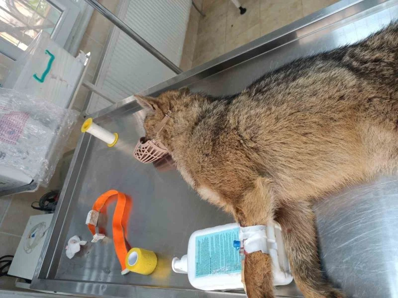 YORGUN DÜŞEN ÇAKAL BULUNDU