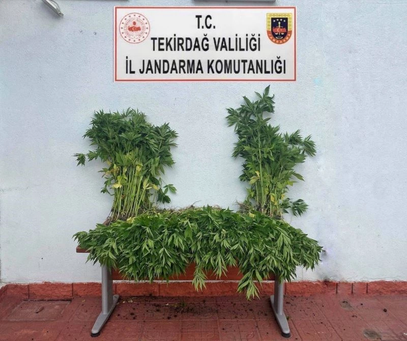 TEKİRDAĞ’DA KENEVİR OPERASYONU: 2 GÖZALTI