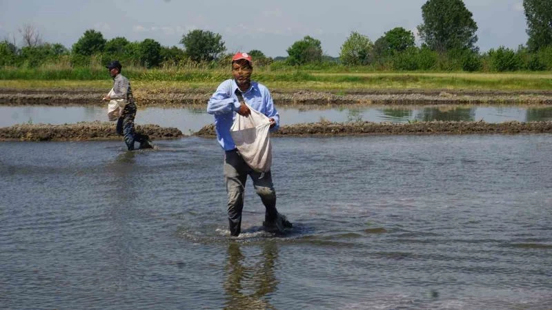 TÜRKİYE’NİN ÇELTİK AMBARINDA ’BEYAZ ALTIN’ MESAİSİ BAŞLADI