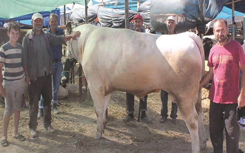 KURBANLIKLAR PAZARA İNDİ