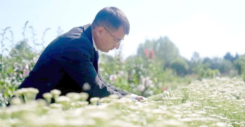 KOZMETİK VE İLAÇ SANAYİİNİN BİTKİLERİ EDİRNE’DE YETİŞTİRİLİYOR