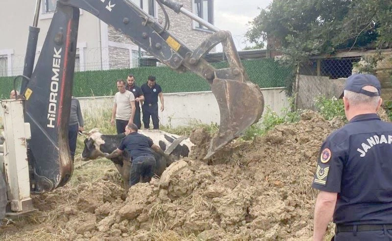 KUYUYA DÜŞEN BÜYÜKBAŞ, KEPÇEYLE KURTARILDI