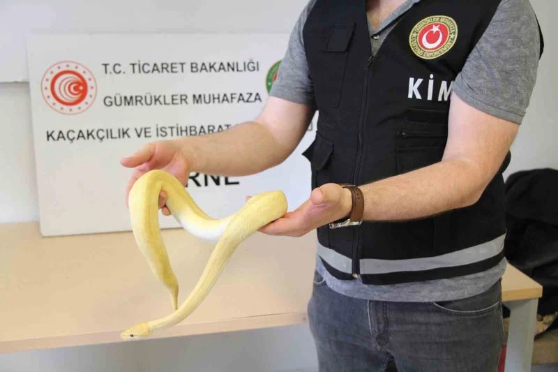 BU KADARI DA PES DEDİRTTİ: KAPIKULE’DE 32 KAÇAK YAVRU PİTON YAKALANDI