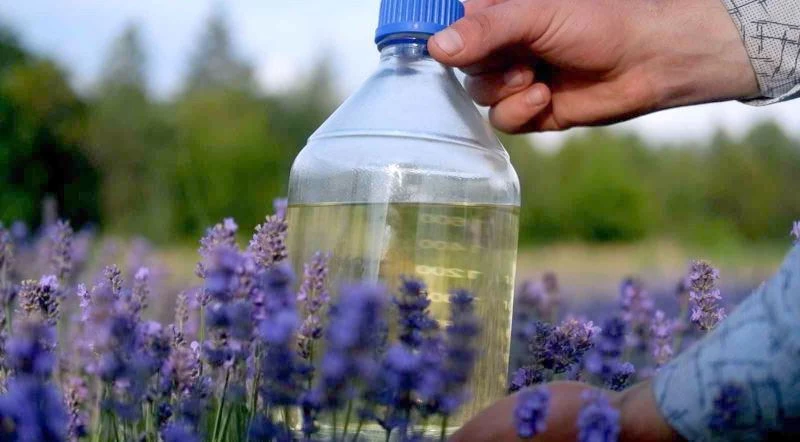 LİTRESİ 30 İLA 120 EURO ARASINDA SATILAN LAVANTA YAĞI BÖYLE ELDE EDİLİYOR