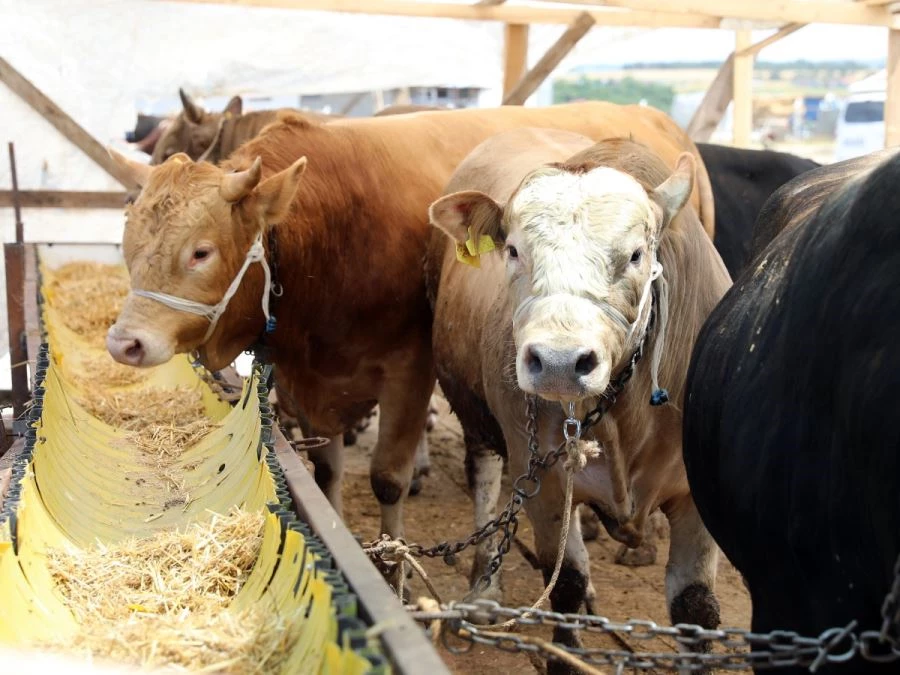 KURBAN PAZARINDA BAYRAM HAREKETLİLİĞİ