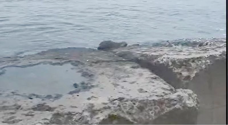 SU SAMURU TEKİRDAĞ SAHİLLERİNDE GÖRÜLDÜ