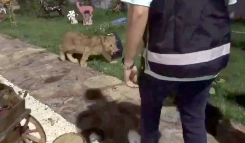 TEKİRDAĞ’DA BİR VİLLADA PİTON YILANI, ASLAN VE MAYMUN ELE GEÇİRİLDİ