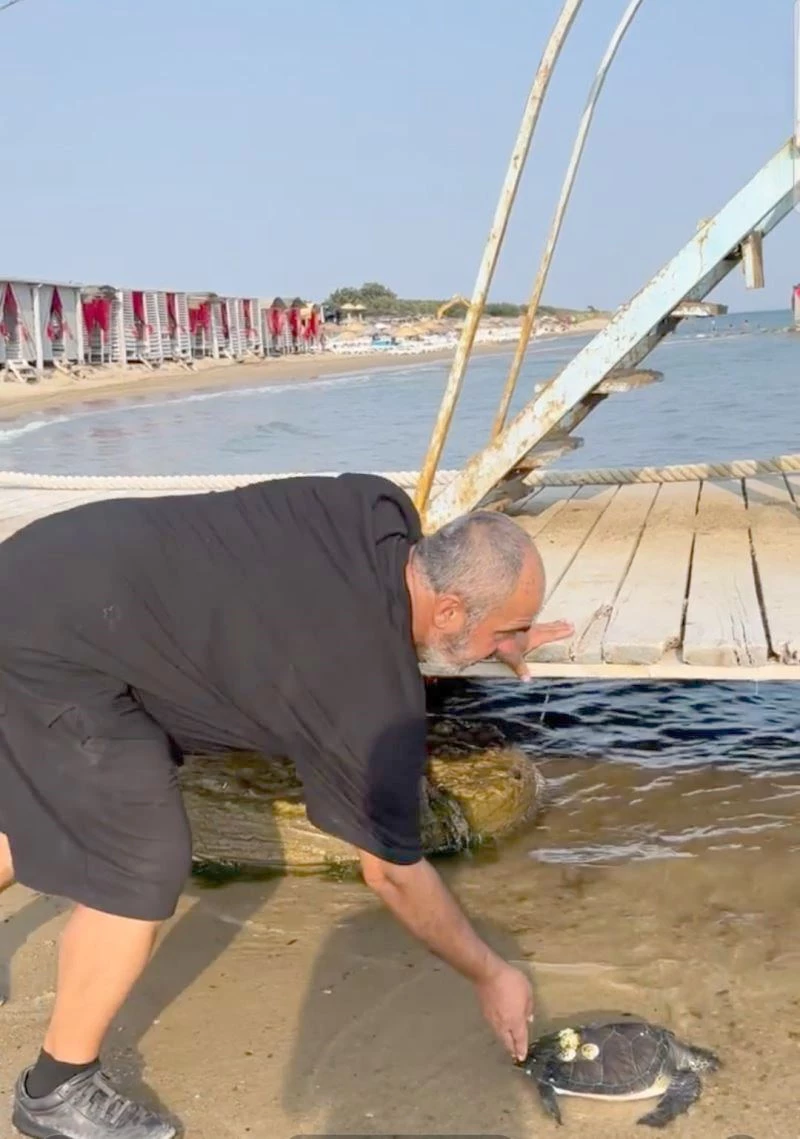 KARAYA VURAN CARETTA CARETTA TEKRAR DENİZE SALINDI