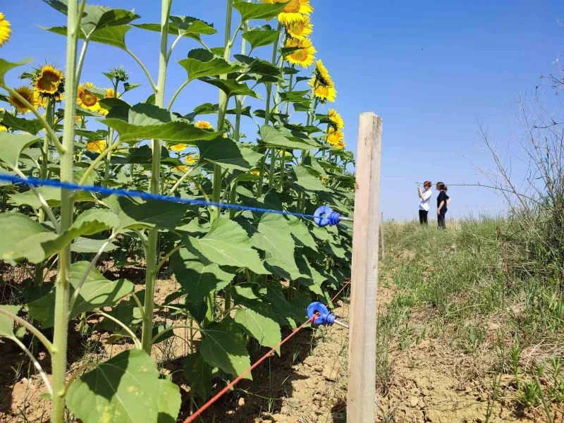 ÇİFTÇİ DOMUZLARA KARŞI