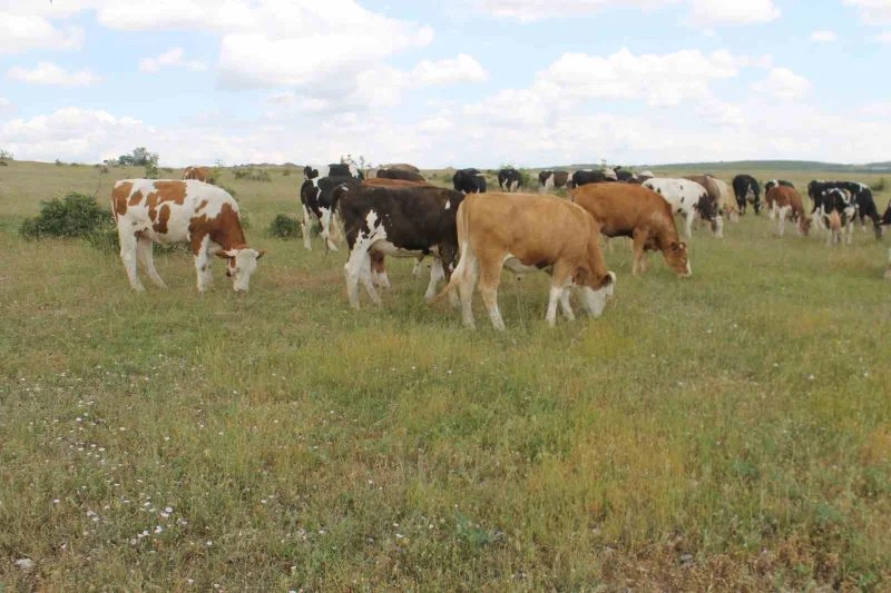 TÜRKİYE’DE MERA VERİMLİLİĞİ AÇISINDAN EN ÖNEMLİ BÖLGELERDEN BİRİ 