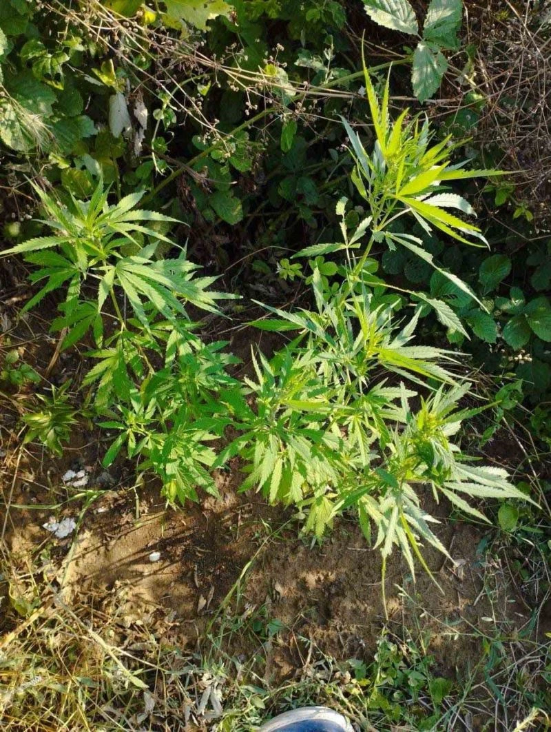 ZEHİR TACİRLERİNE TEKİRDAĞ JANDARMASINDAN BİR DARBE DAHA