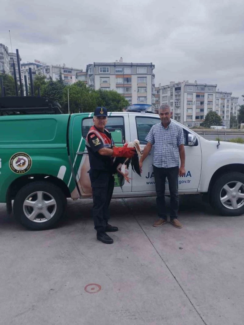 JANDARMA, DEVRİYE FAALİYETİNDE YARALI LEYLEK BULDU