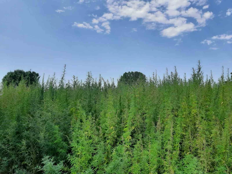 560 BİN KÖK KENEVİR ELE GEÇİRİLDİ