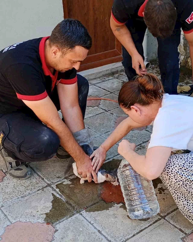 YAVRU KEDİ  OPERASYONU