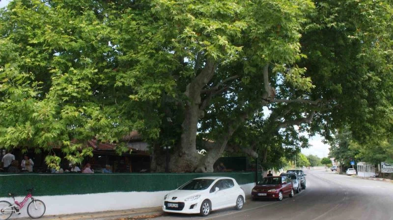 İKİ İMPARATORLUK GÖREN ÇINAR AĞACI ZAMANA MEYDAN OKUYOR