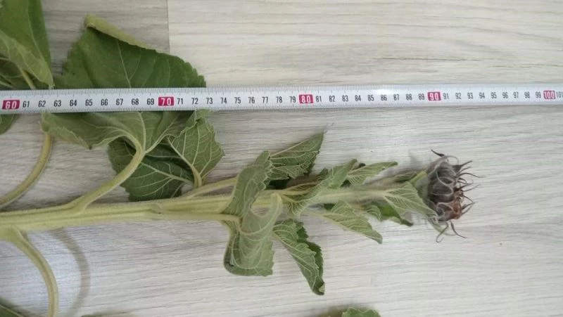 AYÇİÇEĞİNDE KURAKLIK TESPİT ÇALIŞMALARI SÜRÜYOR