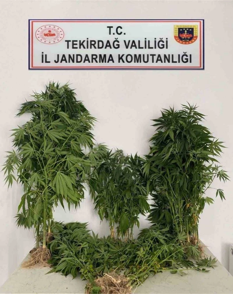 JANDARMADAN UYUŞTURUCUYA GEÇİT YOK: 6 GÖZALTI