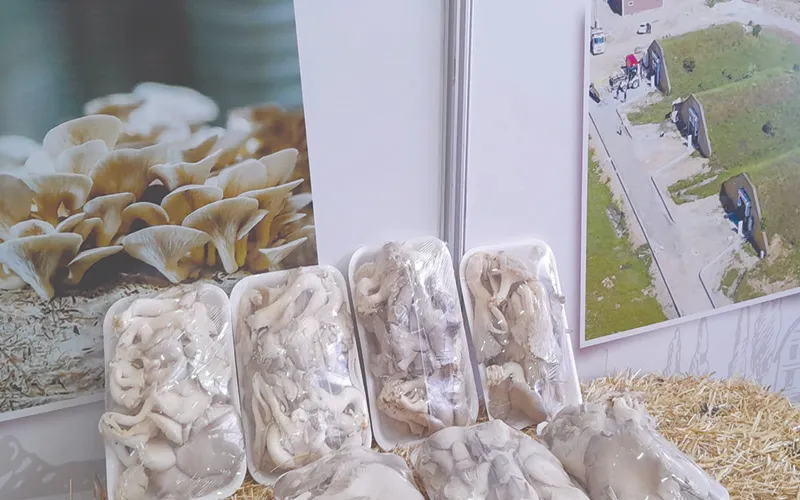 İSTİRİDYE MANTARI LEZZETİYLE FUARIN GÖZDESİ OLDU