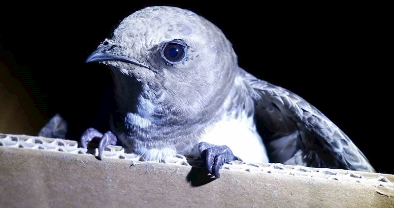 DÜNYANIN EN NADİR KUŞU EDİRNE